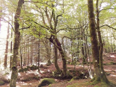 geobiotantra-geobiologie-purification-de-lieu-donation