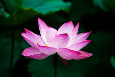 geobiotantra-meditation-nadavidya-lotus-son-mantra-initiation