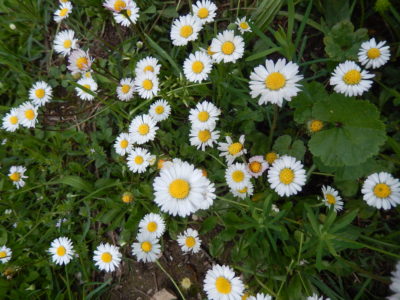 geobiotantra-geobiologie-purification-de-lieu-donation