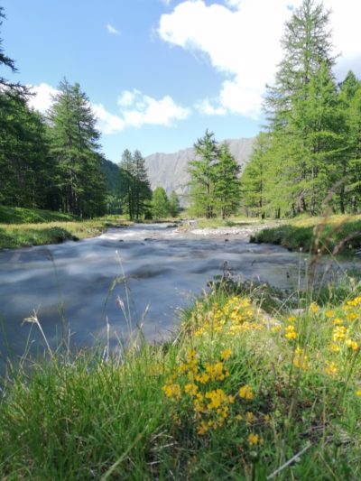 geobiotantra-purification-harmonisation-equilibrage-de-lieu